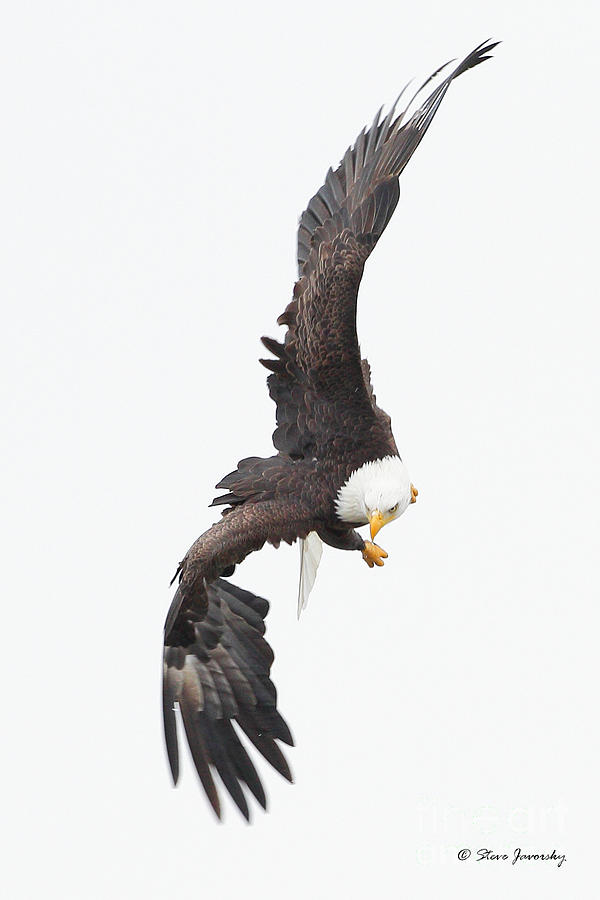 Bald Eagle #164 Photograph by Steve Javorsky