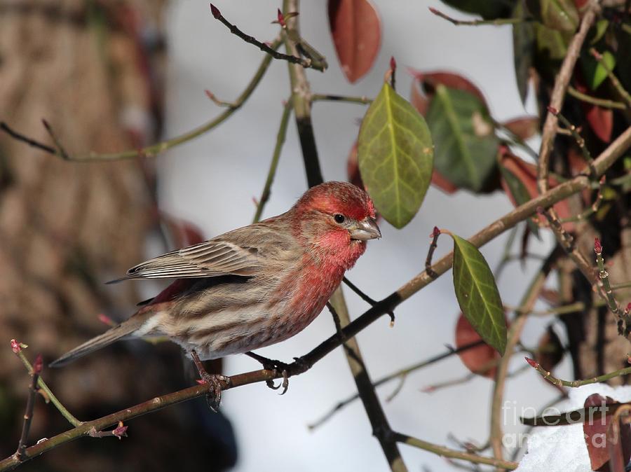House Finch #164 Photograph by Jack R Brock