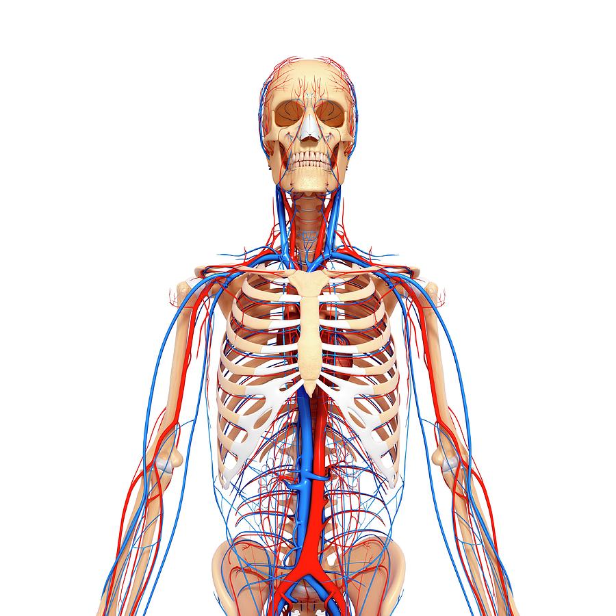 Cardiovascular System Photograph by Pixologicstudio/science Photo ...