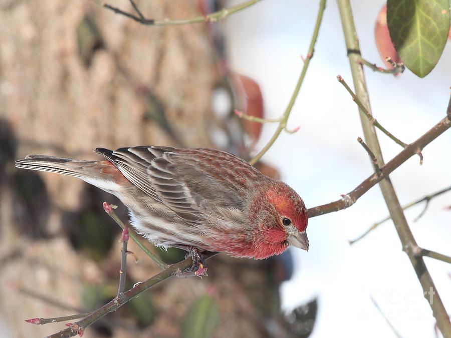 House Finch #165 Photograph by Jack R Brock