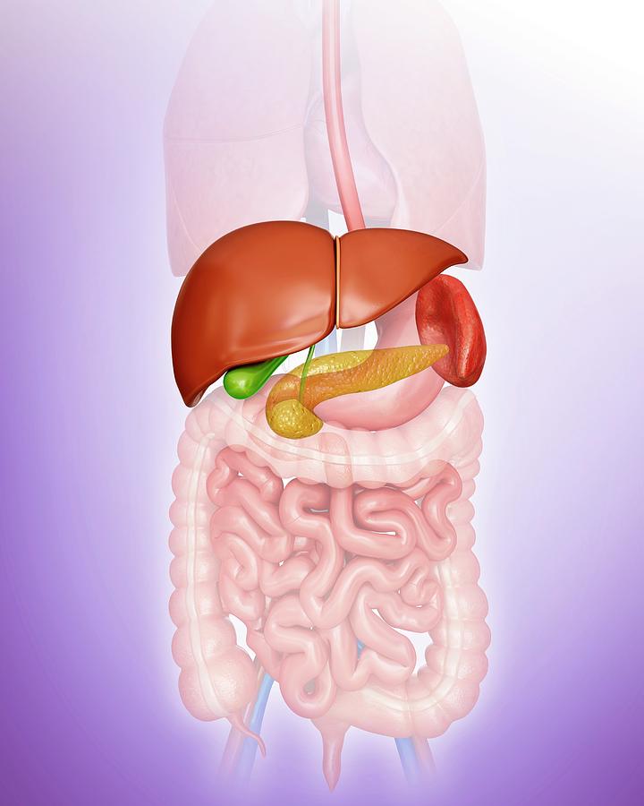 Illustration Photograph - Human Internal Organs #165 by Pixologicstudio