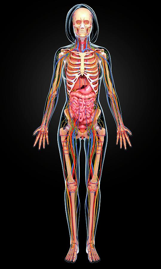 Female Anatomy Photograph by Pixologicstudio/science Photo Library ...