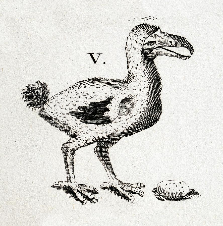 1657 Pre Extinction Image Of Skinny Dodo Photograph by Paul D Stewart