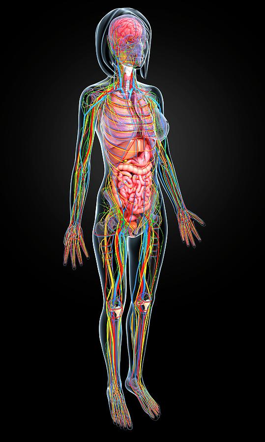 Female Anatomy Photograph By Pixologicstudio Science Photo Library 