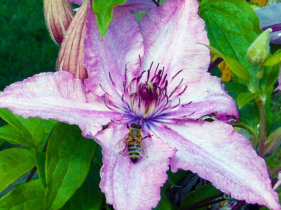 Flower Photograph - 1677-bee On The Clematis by Elvira Ladocki