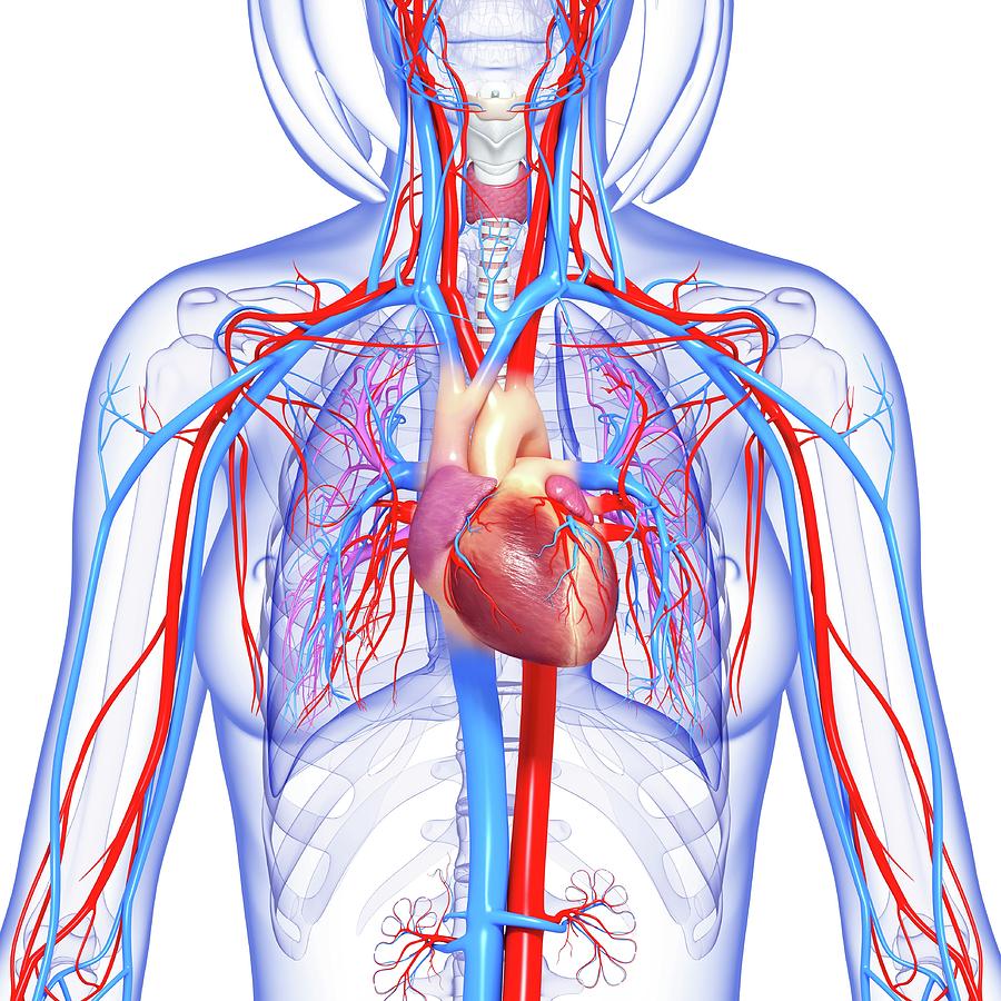 Female Cardiovascular System Photograph by Pixologicstudio/science ...