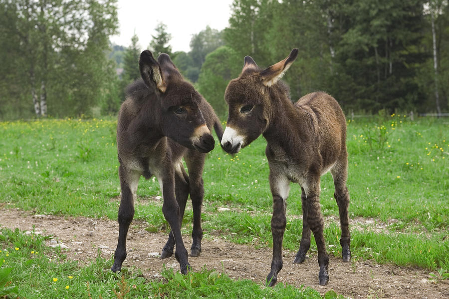 Donkey Foals Photograph by Konrad Wothe