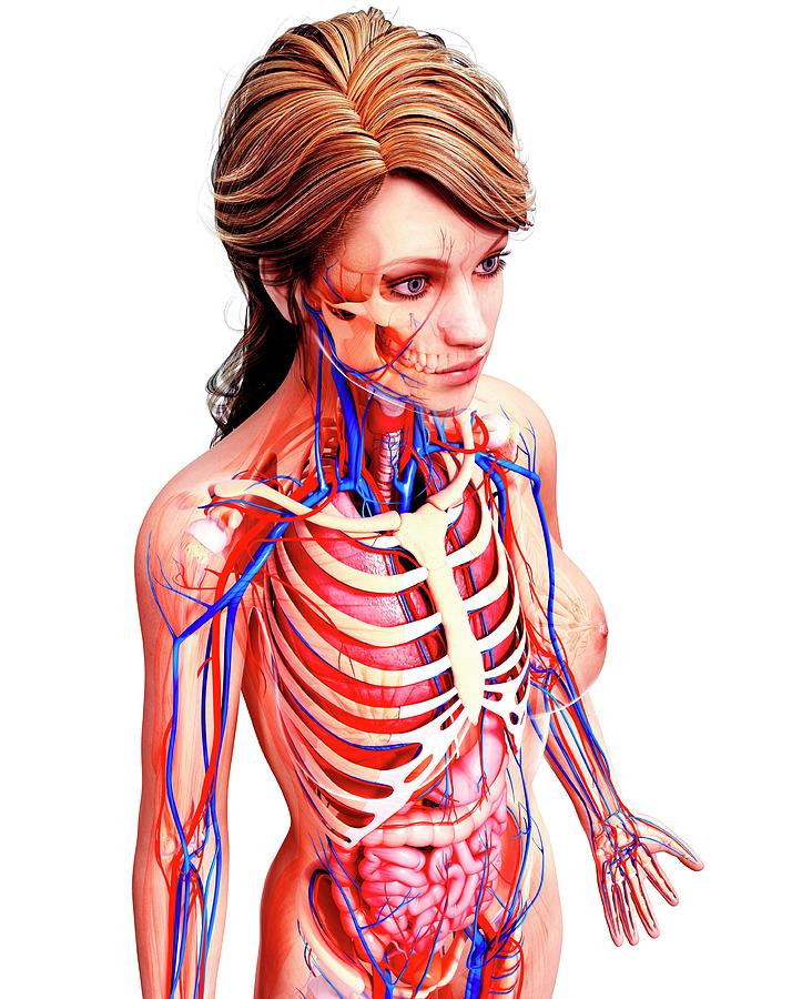 Female Anatomy Photograph by Pixologicstudio/science Photo Library | Pixels