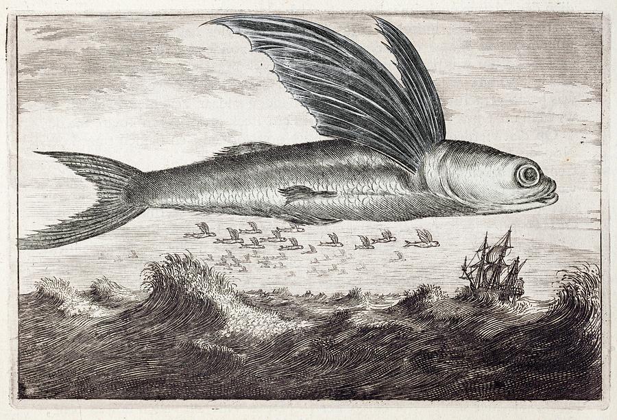 1693 Flying Fish Johan Nieuhof Photograph by Paul D Stewart - Fine Art ...