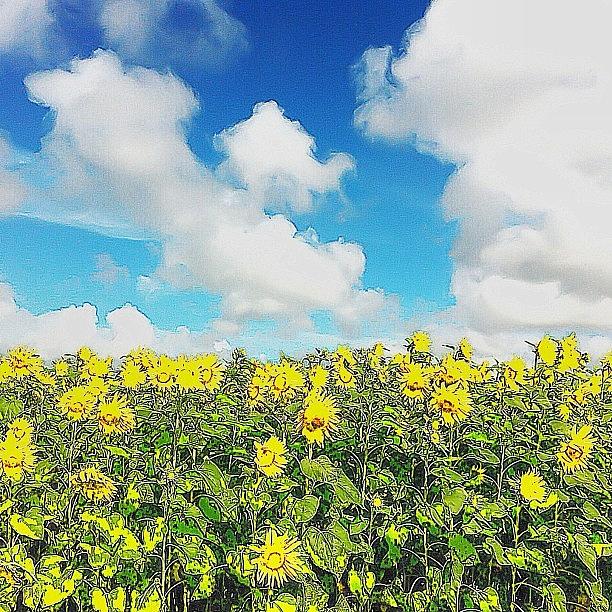 Sunflower Photograph - 🌻🌻🌻 #17 by Natsumi Taira