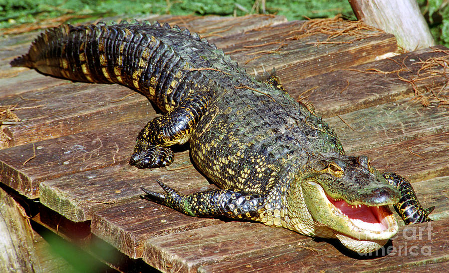 American Alligator #17 Photograph by Millard H. Sharp