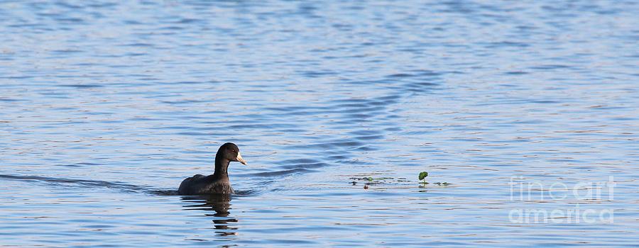 American Coot #17 Photograph by Jack R Brock