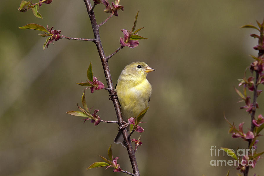 Finch Photograph - American Goldfinch #17 by Linda Freshwaters Arndt