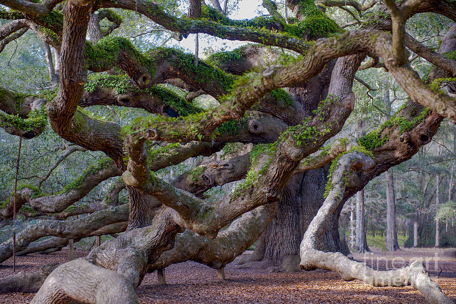 Angel Oak Tree Unique View Photograph by Dale Powell