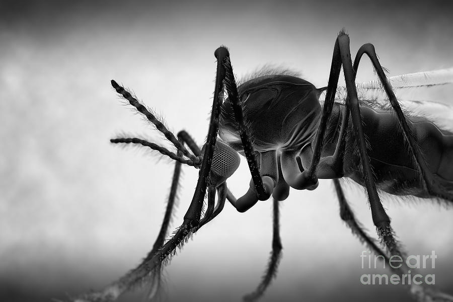 Anopheles Mosquito #17 Photograph by Science Picture Co