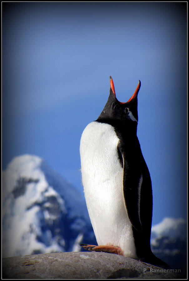 Antarctica #17 Photograph by Paul James Bannerman
