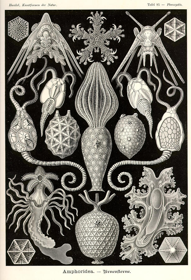 Art Forms In Nature Sea Life Painting By Ernst Haeckel