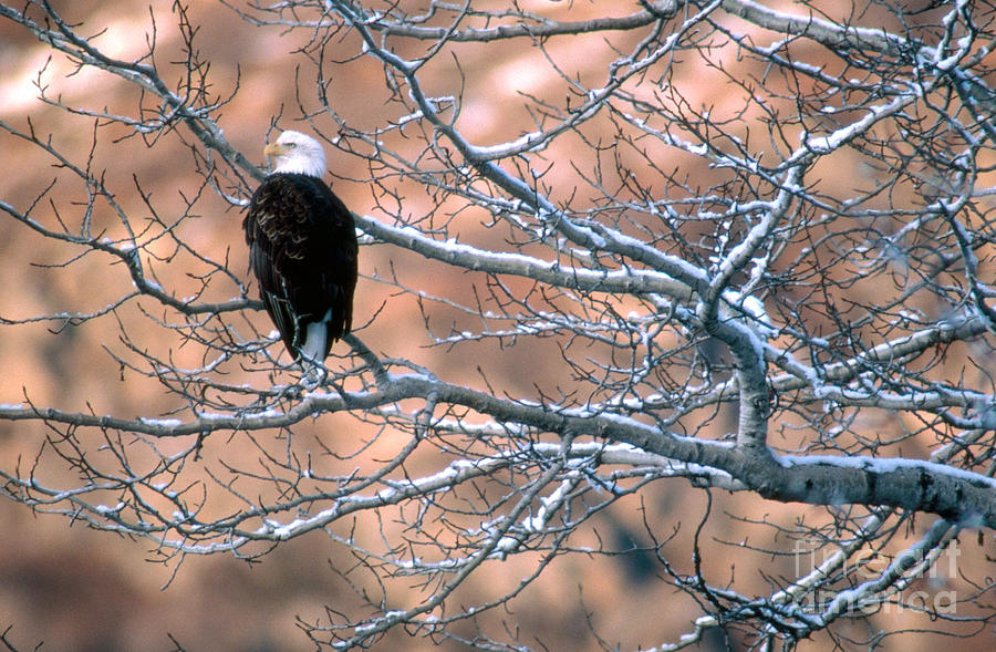 Bald Eagle #17 Photograph by Art Wolfe