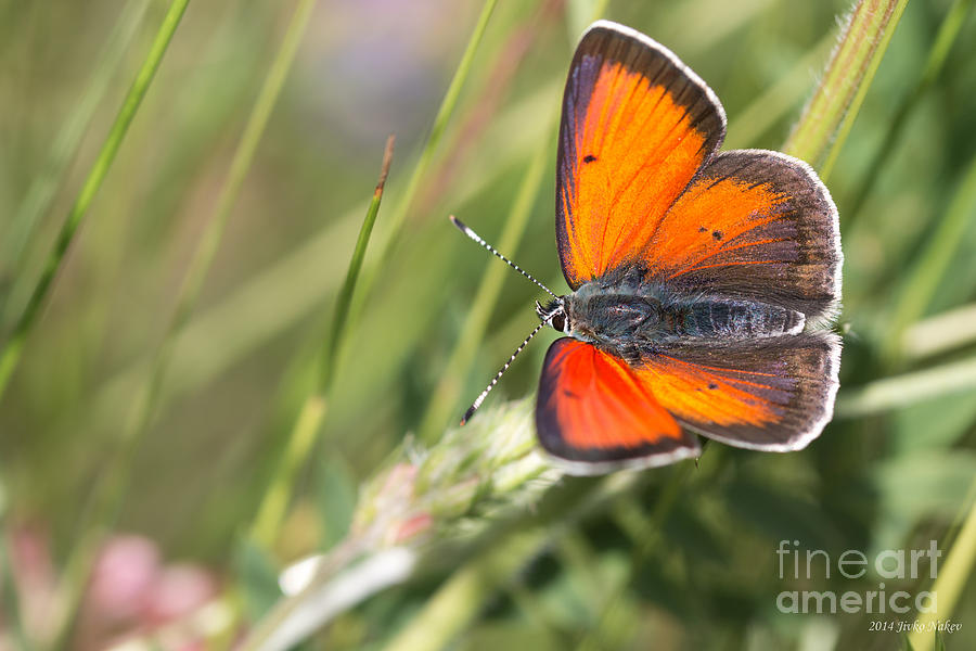 17 Balkan Copper Butterfly Photograph by Jivko Nakev