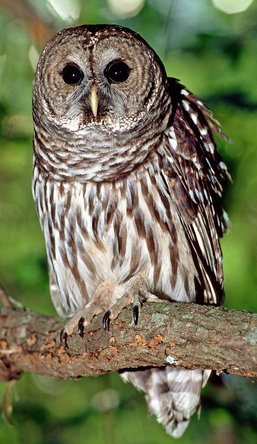 Barred Owl #17 Photograph by Millard H. Sharp