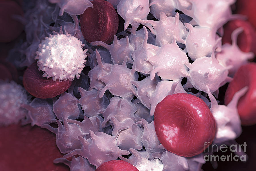 Erythrocyte Photograph - Blood Cells #1 by Science Picture Co