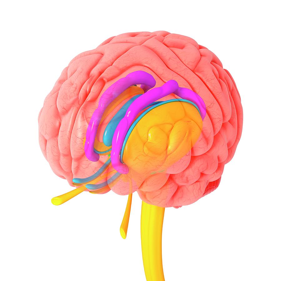 Detail Photograph - Brain Anatomy #17 by Pixologicstudio/science Photo Library