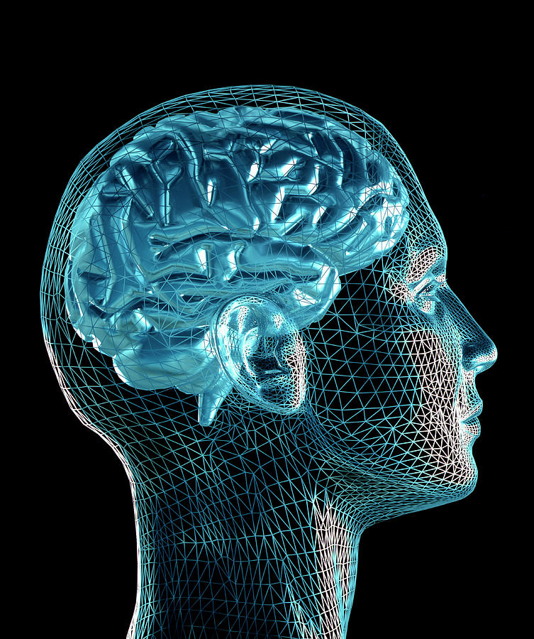 Brain Photograph by Pasieka Brain Photograph by Pasieka