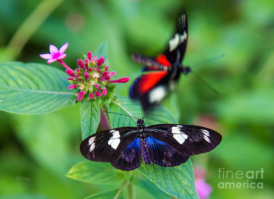 Butterfly #17 Photograph by Rene Triay FineArt Photos