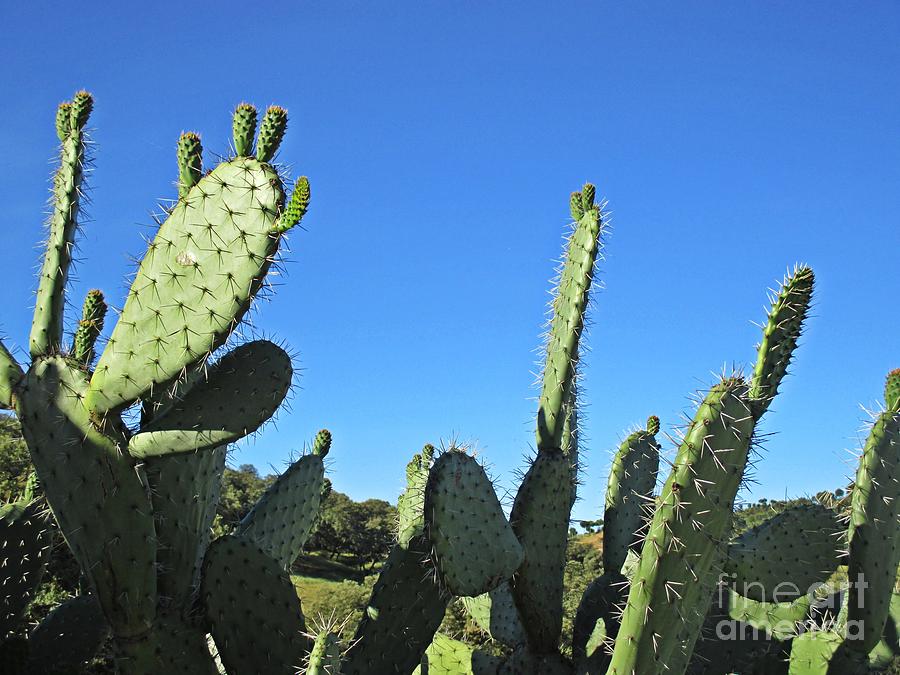 Cacti #15 Photograph by Chani Demuijlder
