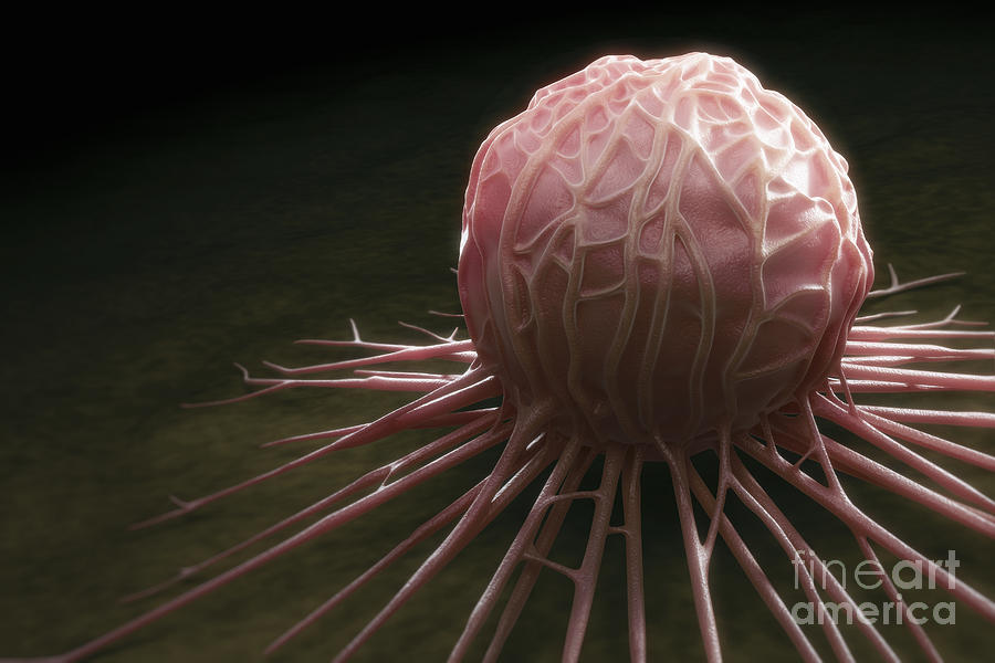 Cancer Cell #12 Photograph by Science Picture Co