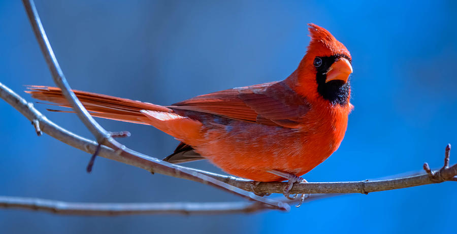 Cardinal #17 Photograph by Brian Stevens