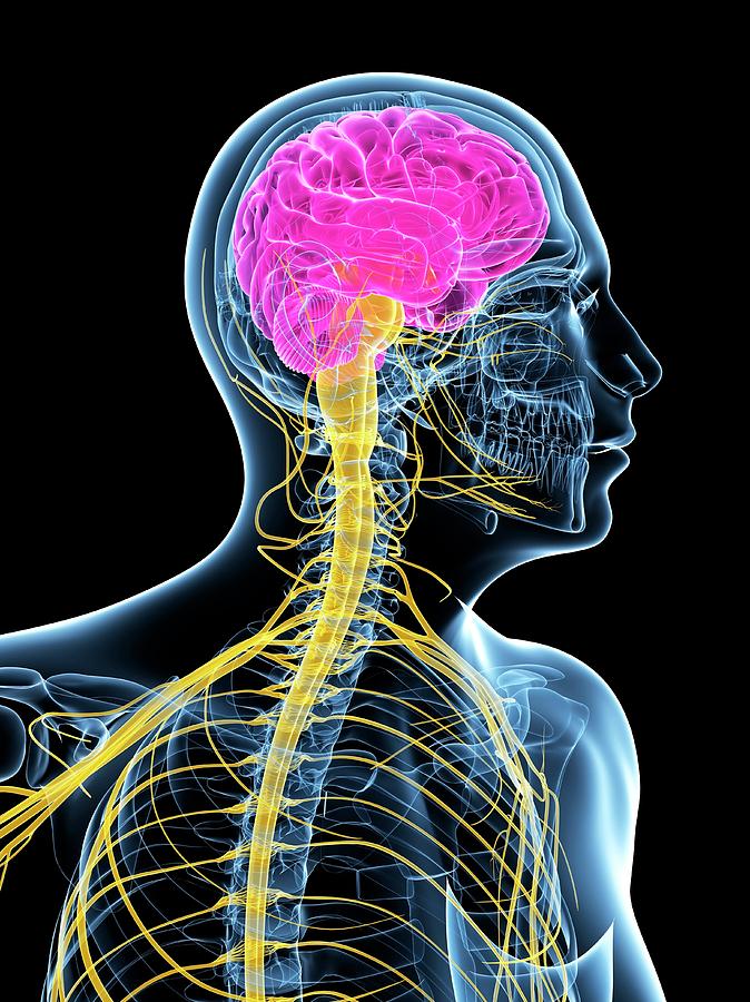 Central Nervous System Photograph By Scieproscience Photo Library