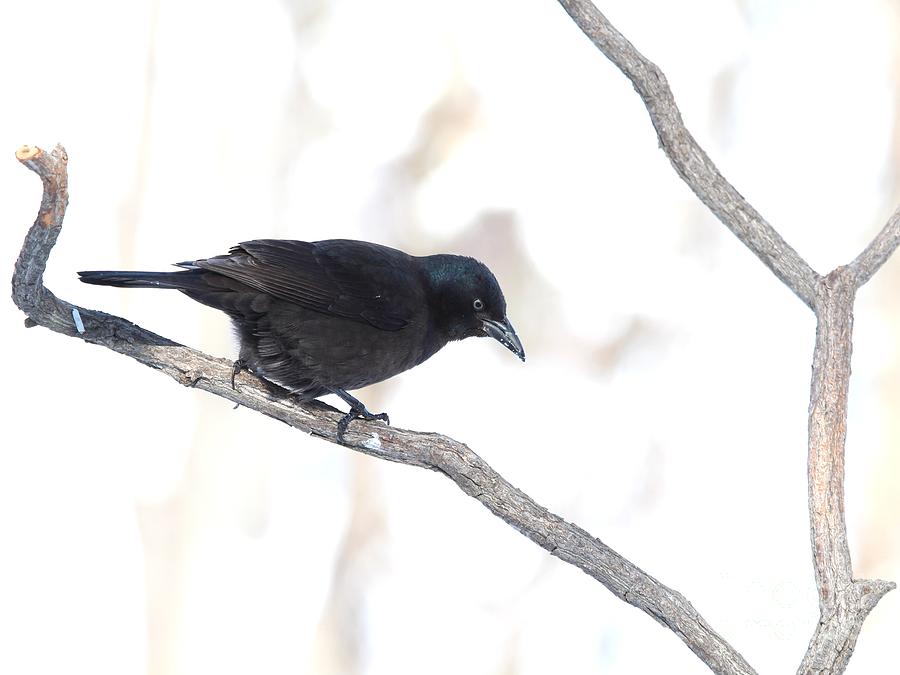 Common Grackle #17 Photograph by Jack R Brock
