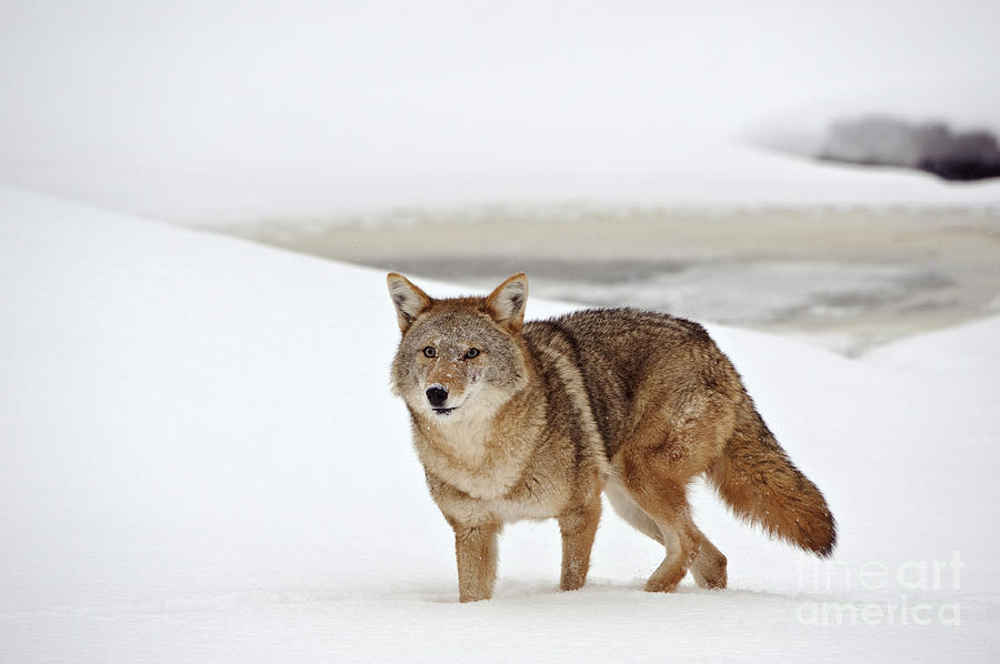 Nature Photograph - Coyote #17 by John Shaw