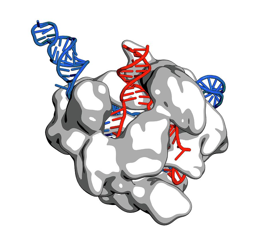Illustration Photograph - Crispr-cas9 Gene Editing Complex #17 by Molekuul