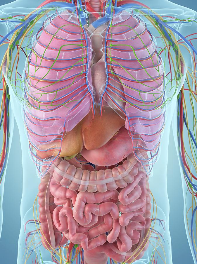 Digestive System Photograph by Sciepro - Fine Art America