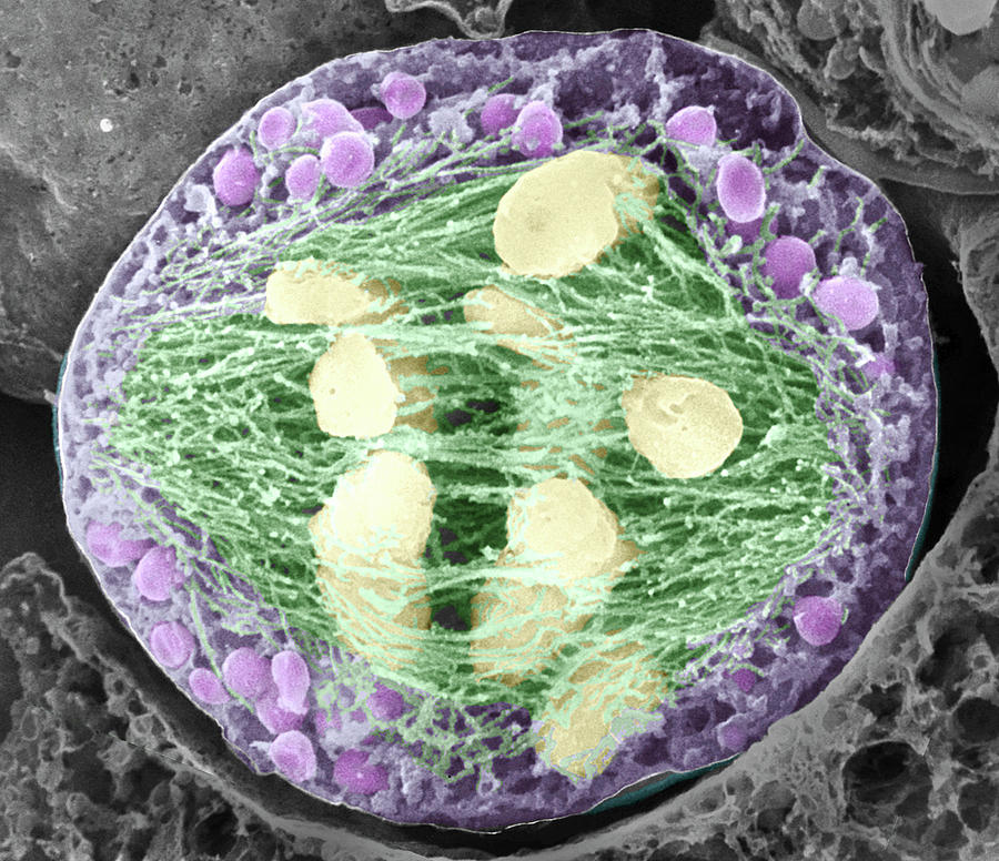 Dividing Pollen Cell #17 Photograph by Professor T. Naguro