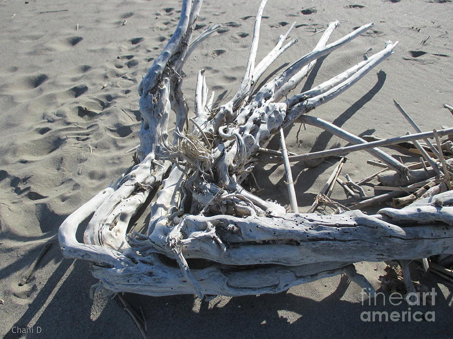 Driftwood on the beach #17 Photograph by Chani Demuijlder