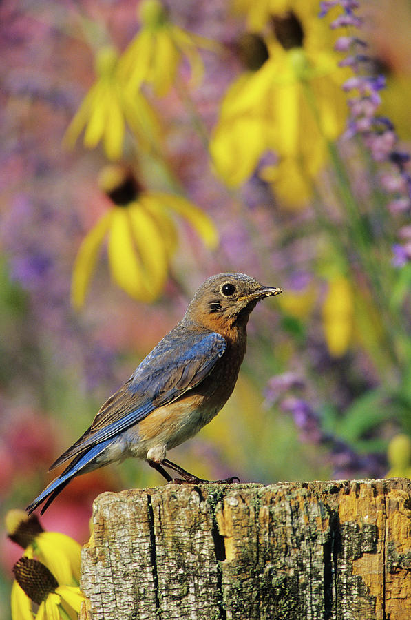 Wildlife Photograph - Eastern Bluebird (sialia Sialis #17 by Richard and Susan Day