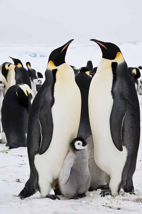 Emperor Penguins, Antarctica #17 Photograph by Greg Dimijian