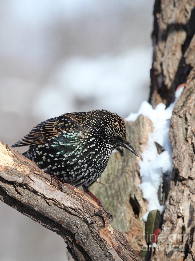 European Starling #17 Photograph by Jack R Brock