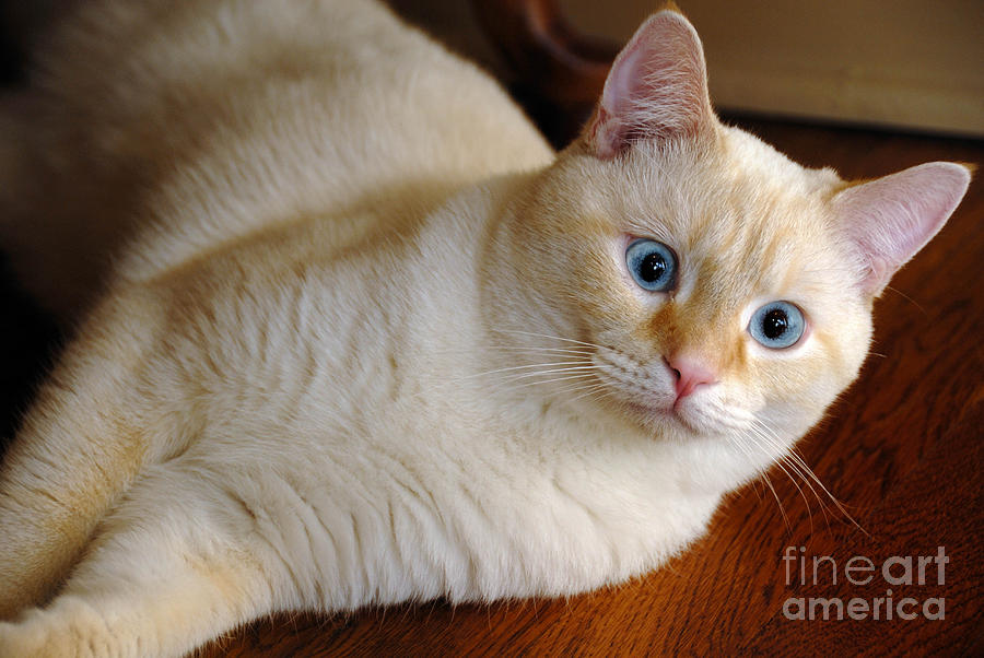 Cat Photograph - Flame Point Siamese Cat #17 by Amy Cicconi