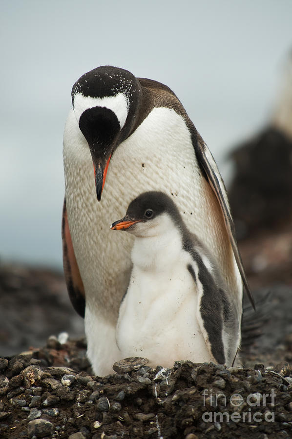 Gentoo Penguin With Young #17 Photograph by John Shaw