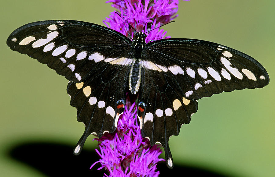Giant Swallowtail Butterfly #17 Photograph by Millard H. Sharp