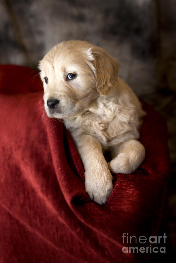 Golden retriever puppy #17 Photograph by Ang El