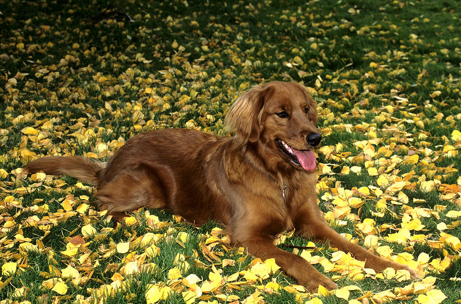 Golden Retriever #17 Photograph by William H. Mullins