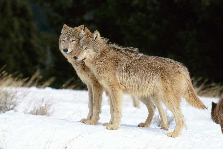 Gray Wolf #17 Photograph by Jeffrey Lepore