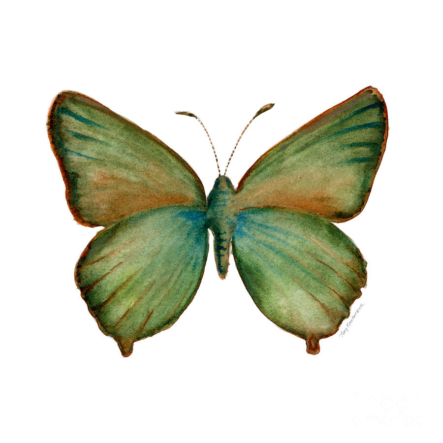 Butterfly Painting - 17 Green Hairstreak Butterfly by Amy Kirkpatrick