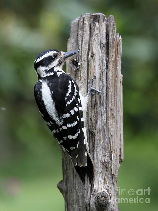 Hairy Woodpecker #17 Photograph by Jack R Brock