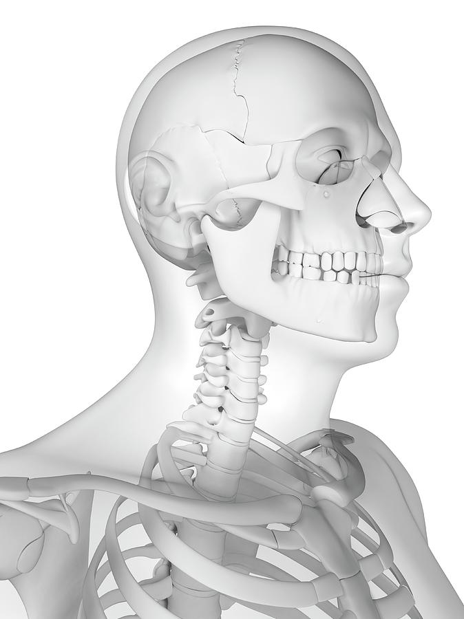 Head Anatomy Photograph by Sciepro/science Photo Library - Fine Art America